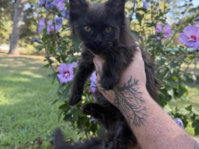 Astrid Dream Works Litter - Maine Coon - Gallery Photo #1