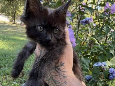 Violet Empyrean Litter - Maine Coon - Gallery Photo #1