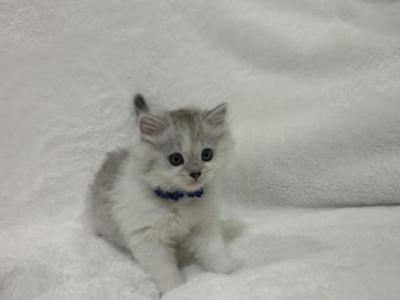 Jasper - British Shorthair - Gallery Photo #1