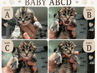 Taurus Litter - Maine Coon - Gallery Photo #1