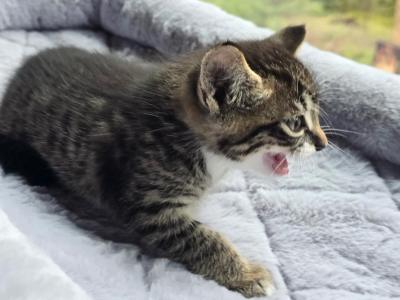 Looking For Adopt - Domestic - Gallery Photo #1