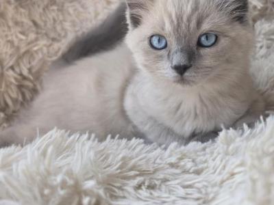 TICA REGISTERED Snowball Female Ragdoll - Ragdoll - Gallery Photo #1