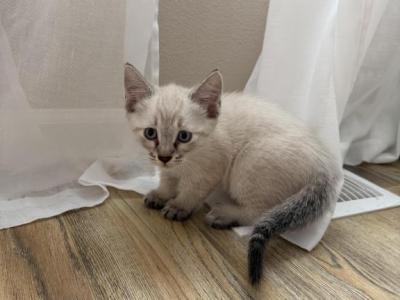 Batonchik - Siamese - Gallery Photo #1