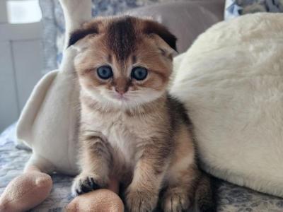 Scottish Ford Cinnamon RESERVED - Scottish Fold - Gallery Photo #1