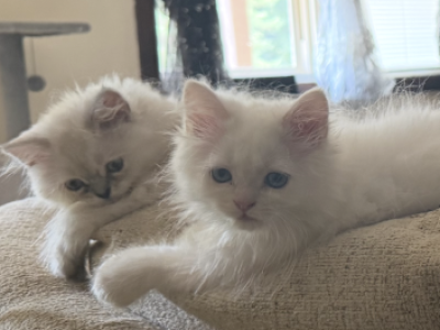 Minka Kittens - Persian - Gallery Photo #1
