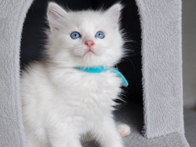 Ragdoll - Ragdoll - Gallery Photo #1