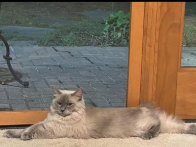 Bobby - Ragdoll - Gallery Photo #1