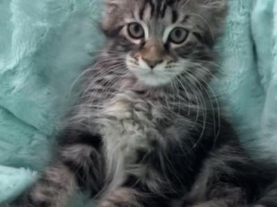 Girl V65 - Maine Coon - Gallery Photo #1