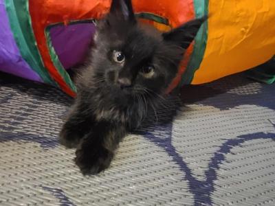 Mo Black Smoke Male - Maine Coon - Gallery Photo #1