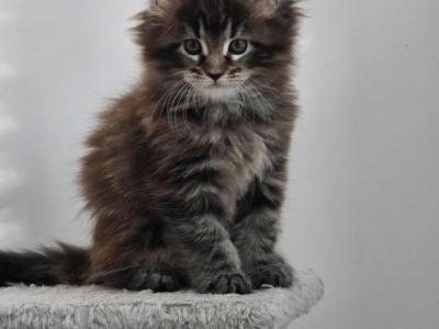 Sterlings Kitten - Maine Coon - Gallery Photo #1