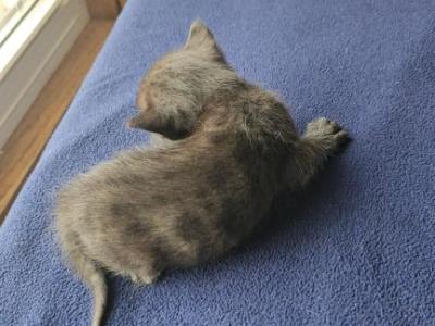 Melanistic Bengal Male Kitten - Bengal - Gallery Photo #1