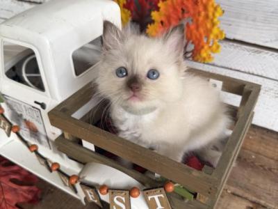 Mahi - Ragdoll - Gallery Photo #1