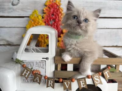 Minnow - Ragdoll - Gallery Photo #1