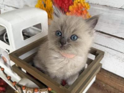 Guppy - Ragdoll - Gallery Photo #1