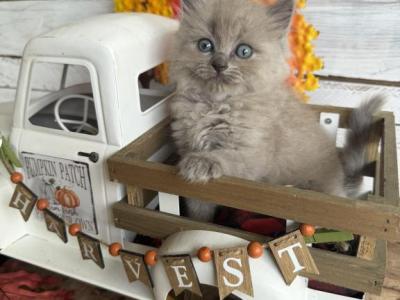 Koi - Ragdoll - Gallery Photo #1