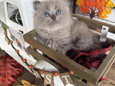 Goldfish - Ragdoll - Gallery Photo #1