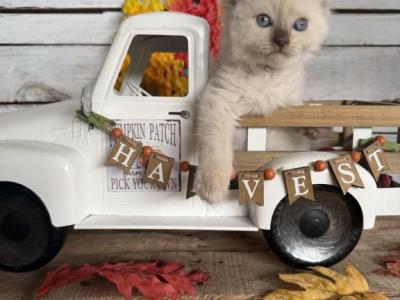 Trout - Ragdoll - Gallery Photo #1
