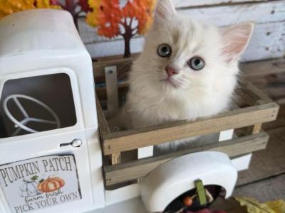 Cloud - Persian - Gallery Photo #1