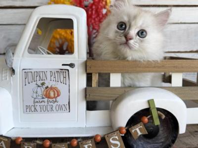 Dove - Persian - Gallery Photo #1