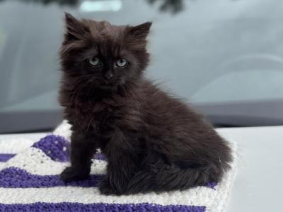 Exotic & Ragdoll Female - Exotic - Gallery Photo #1