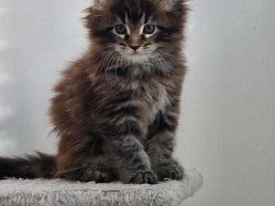 Sterling Baby - Maine Coon - Gallery Photo #1