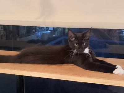 Black White - Maine Coon - Gallery Photo #1