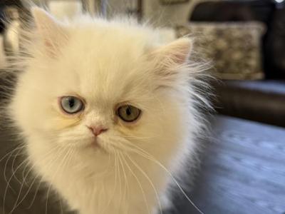 Milo - Persian - Gallery Photo #1