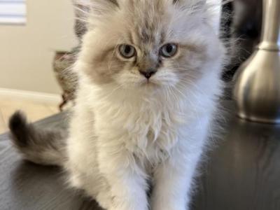 Simon - Persian - Gallery Photo #1
