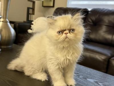 Cloe - Persian - Gallery Photo #1
