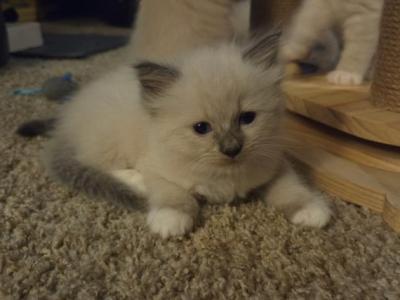 Mittens - Ragdoll - Gallery Photo #1