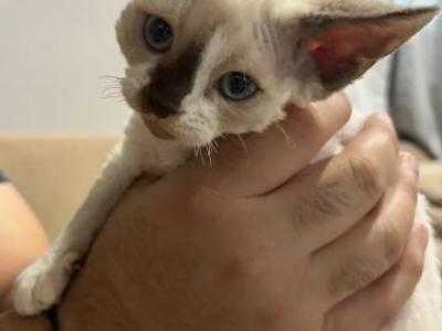 Jax - Devon Rex - Gallery Photo #1