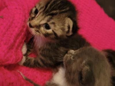 Dobbys Babies - Munchkin - Gallery Photo #1