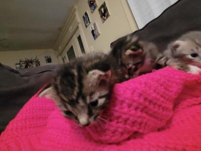 Dobbys Babies Two - Scottish Fold - Gallery Photo #1