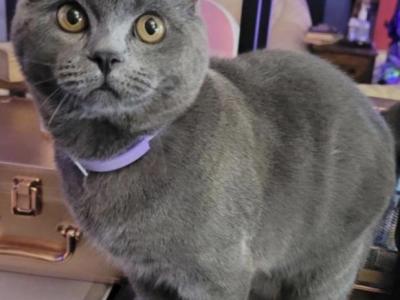 Dobbys Babies One - British Shorthair - Gallery Photo #1