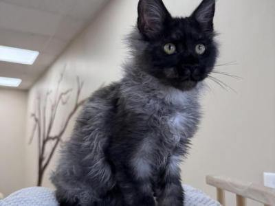 Celesta - Maine Coon - Gallery Photo #1