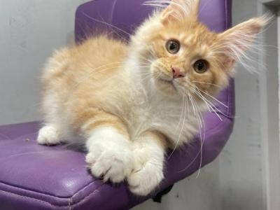 Nikita - Maine Coon - Gallery Photo #1