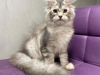 Markusha - Maine Coon - Gallery Photo #1