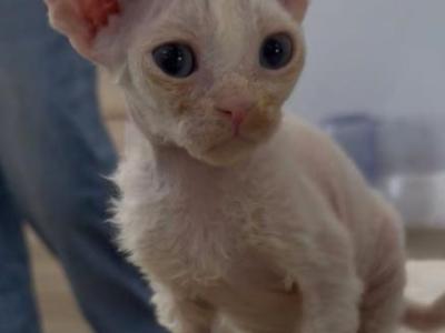 SNOW - Devon Rex - Gallery Photo #1