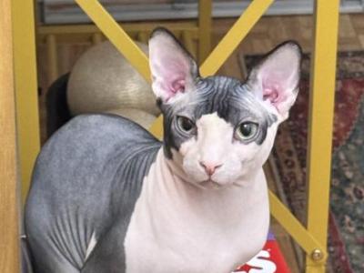 Diamond - Sphynx - Gallery Photo #1