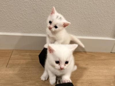 You Decide - British Shorthair - Gallery Photo #1