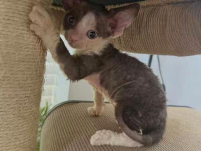 Panda - Devon Rex - Gallery Photo #1