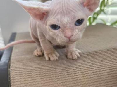Alien - Devon Rex - Gallery Photo #1