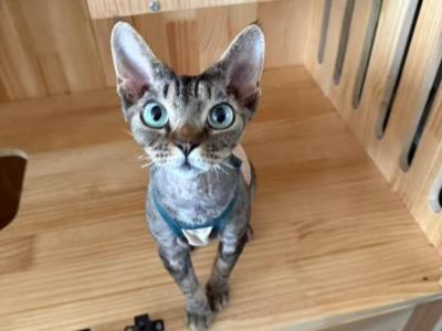 Tiger - Devon Rex - Gallery Photo #1