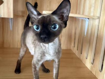 Blue - Devon Rex - Gallery Photo #1