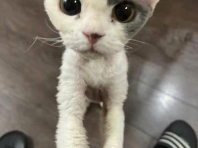 Pirate - Devon Rex - Gallery Photo #1