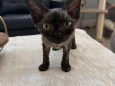 Oliver - Devon Rex - Gallery Photo #1