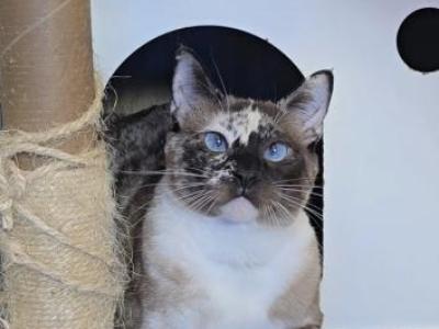 Go Go Gidget - Snowshoe - Gallery Photo #1