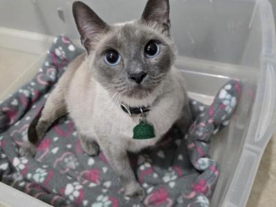 Stormy - Siamese - Gallery Photo #1