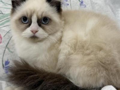 Pure Ragdoll Male Snowshoe - Ragdoll - Gallery Photo #1