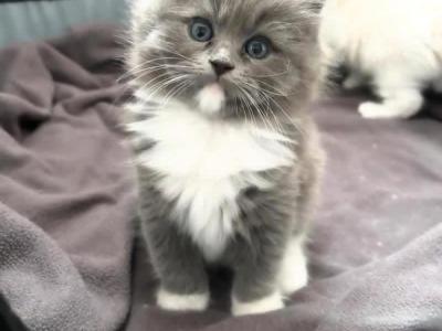 RAGDOLL KITTENS - Ragdoll - Gallery Photo #1